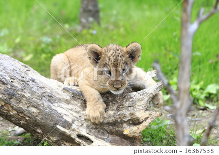 Lion's baby Lion's baby 16367538