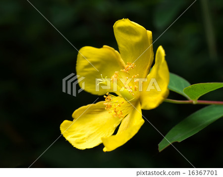 燦爛的黃色Hipercam·Hidcoat 燦爛的黃色Hipercam·Hidcoat 16367701