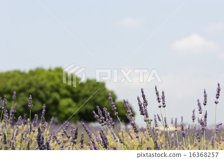 lavender 16368257