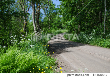 Dirt road at summer Dirt road at summer 16368887