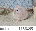 Rabbit  16368951