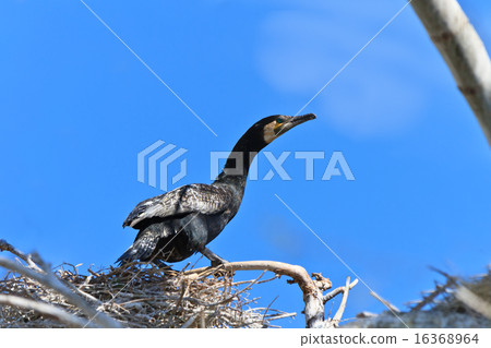 cormorant (phalacrocorax carbo ) 16368964