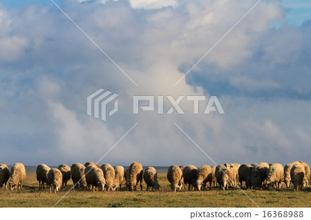 flock of sheep 16368988