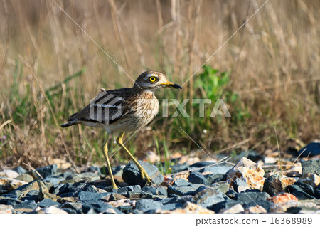 Eurasian Stone curlew (Burhinus oedicnemus) 16368989