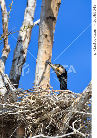 cormorant (phalacrocorax carbo ) on nest 16369048