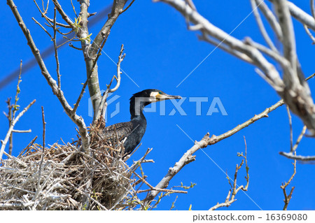 cormorant (phalacrocorax carbo ) on nest 16369080