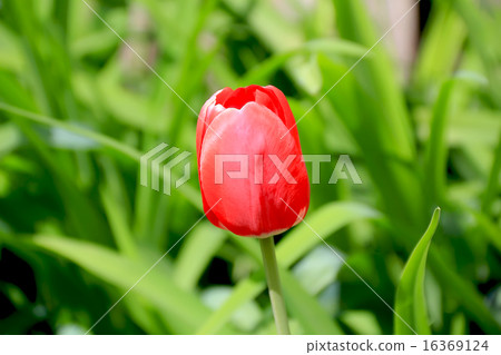 One single red tulip One single red tulip 16369124