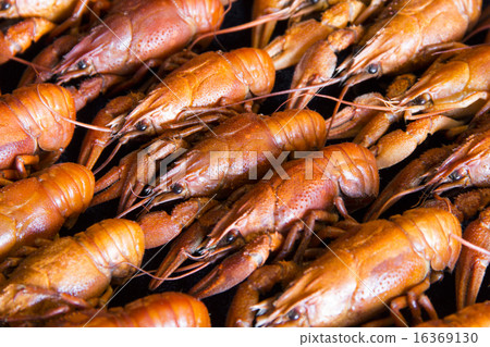 Many crawfishes 16369130