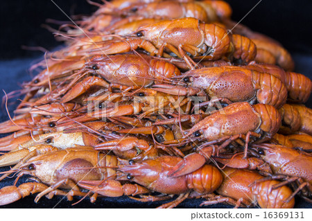 Many crawfishes 16369131