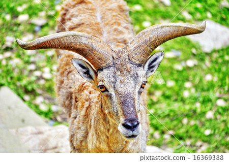 Animal Blue sheep. 16369388