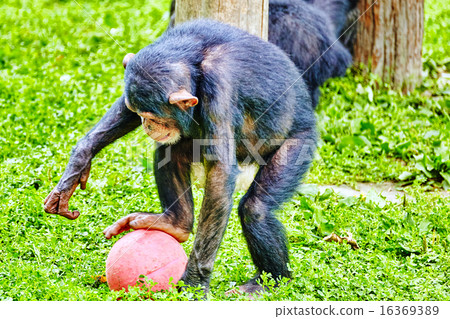 Apes - Chimpanzee monkey. 16369389