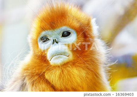 Cute golden Snub-Nosed Monkey 16369403
