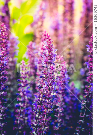 Wild Violet Flowers 16369742