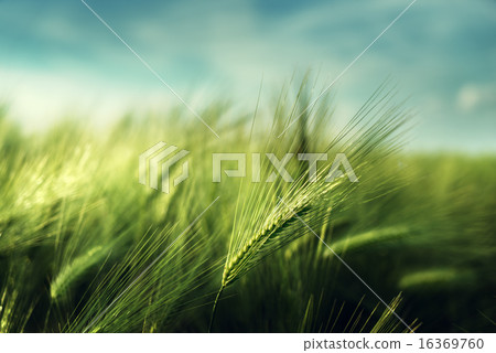 barley field in sunset time 16369760