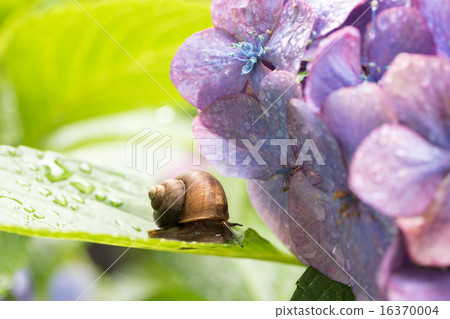 Rainy season image ~ Snail ~ 16370004