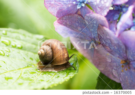 雨季形象〜蝸牛〜 16370005