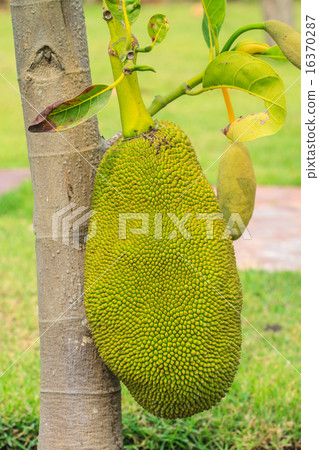 jackfruit jackfruit 16370287