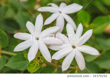 White Jasmine flowers in garden White Jasmine flowers in garden 16370292