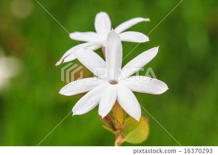 White Jasmine flowers in garden White Jasmine flowers in garden 16370293