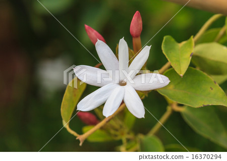 White Jasmine flowers in garden White Jasmine flowers in garden 16370294