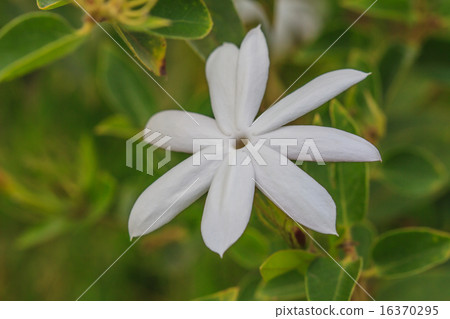 White Jasmine flowers in garden White Jasmine flowers in garden 16370295