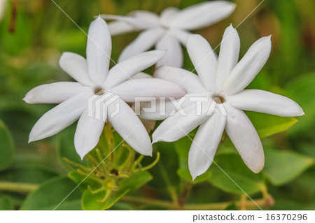 White Jasmine flowers in garden White Jasmine flowers in garden 16370296