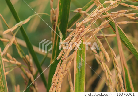 Rice Farm Rice Farm 16370301