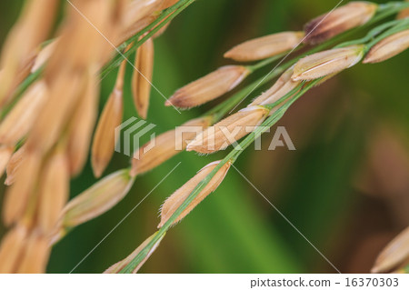 Rice Farm Rice Farm 16370303