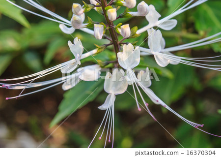 Cat's whiskers flowers 16370304