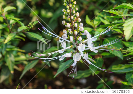 Cat's whiskers flowers Cat's whiskers flowers 16370305
