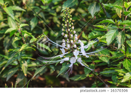 Cat's whiskers flowers Cat's whiskers flowers 16370306
