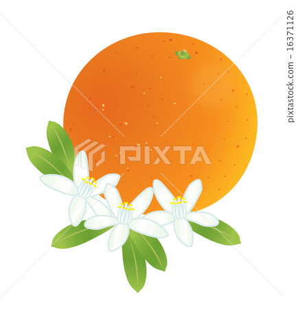 橙花 橙花 16371126