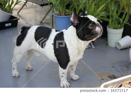 Cattle handle French bulldog Cattle handle French bulldog 16371517