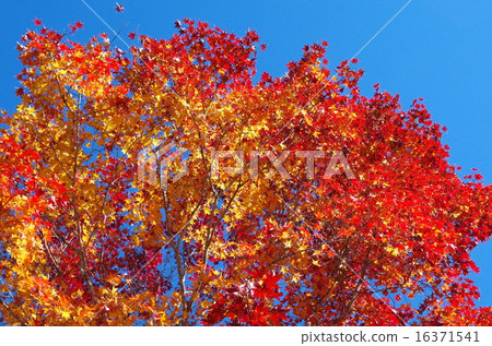 Bright red maple leaves Bright red maple leaves 16371541