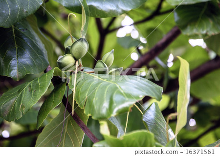 Almond tree 16371561