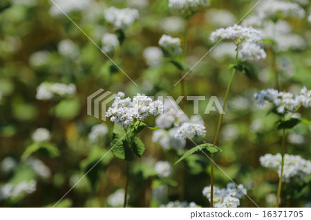 Buckwheat flowers 16371705