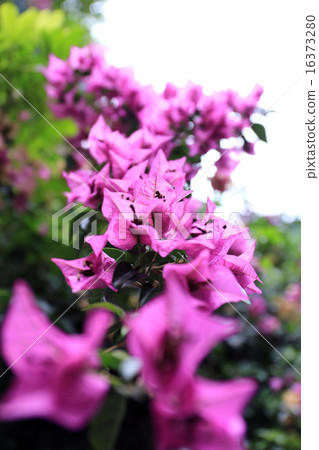 Bougainvillea 16373280