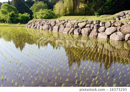 水稻種植 16373293