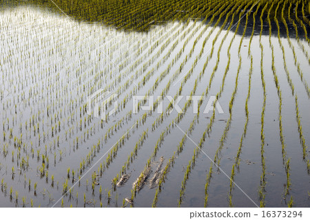 水稻種植 16373294