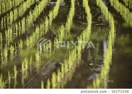 Paddy rice planting 16373298