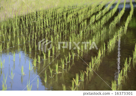Paddy rice planting 16373301