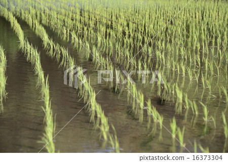 Paddy rice planting 16373304