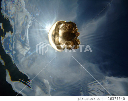 海蜇 海蜇 16373340