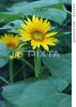 小向日葵 16373345