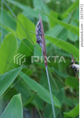 Water Canna leaves are similar to canna. Water Canna leaves are similar to canna. 16373472