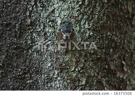 Minmin cicada It is a type with a lot of black. It is a ninja. Minmin cicada It is a type with a lot of black. It is a ninja. 16373508