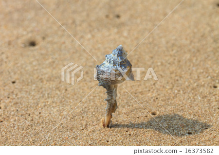 sea shells with sand sea shells with sand 16373582