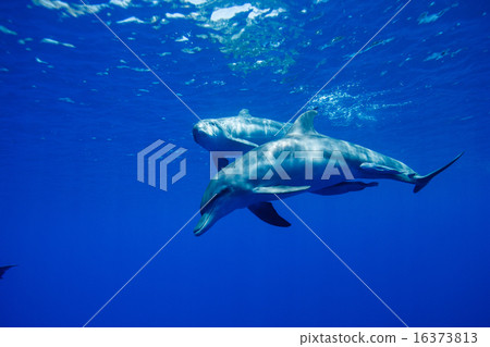 在小笠原的南海手海豚 16373813