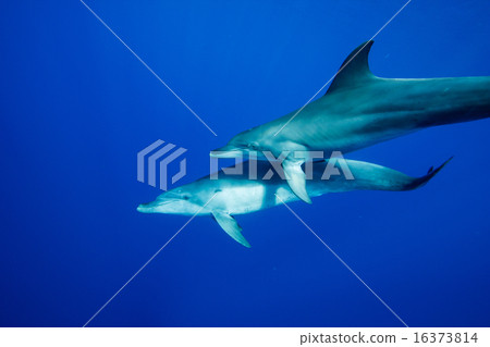 在小笠原的南海手海豚 在小笠原的南海手海豚 16373814