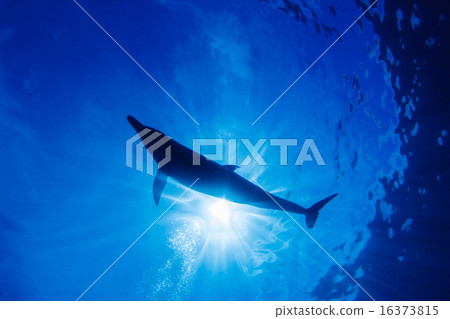 在小笠原的南海手海豚 16373815
